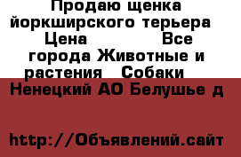 Продаю щенка йоркширского терьера  › Цена ­ 20 000 - Все города Животные и растения » Собаки   . Ненецкий АО,Белушье д.